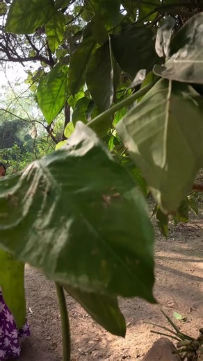 𝕊𝕙𝕠𝕟𝕘𝕄𝕒𝕥𝕙𝕒𝕤𝕤 on Instagram