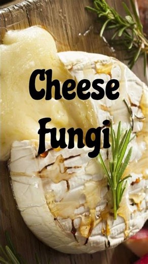 Cheese Fungi#Deuteromycota#KingdomFungi#FungiClassification#Mycology#BiologyLesson#viralvideo#facts