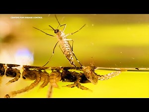 Stanford scientists believe climate change expanding range of disease-carrying mosquitos