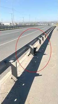 She Spent a Day Beside the Highway Before Beginning an Unforgettable Journey