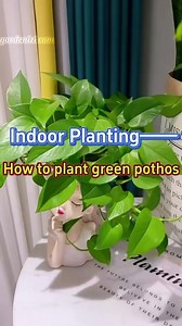 Tips on how to plant pothos #indoorplants, #homegarden, #plants, #pothos, #garden, #gardening, #gardeningtips | The Green Corner