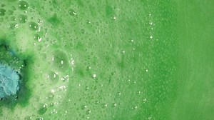 21K views · 440 reactions | Slow down dude and check out this turtley awesome creature! Bathe in mineral-rich, hand harvested sea salt and delve deep into the big blue with turtle jelly bomb. Stay grounded with sandalwood and cypress oils, help a friend out by going plastic free and opting to go naked. | LUSH UK | Facebook