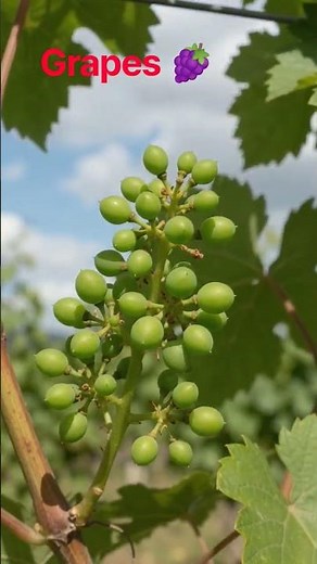 🍇 Grape Seed to Fruit | Complete Grapes Life Cycle Time Lapse 🌱🍇 #growhappy