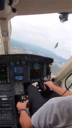 A Bell 429 helicopter pilot avoids another pilot (a bird) that suddenly appeared to him 😵‍💫 | Aviation Videos
