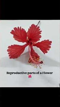 Dissecting a flower step by step tutorial