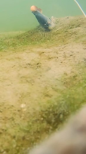 Watch the pike's speed as it attacks and spits out ! #pike #fishinglife #pikefishing | Hoodfishing_entertainment