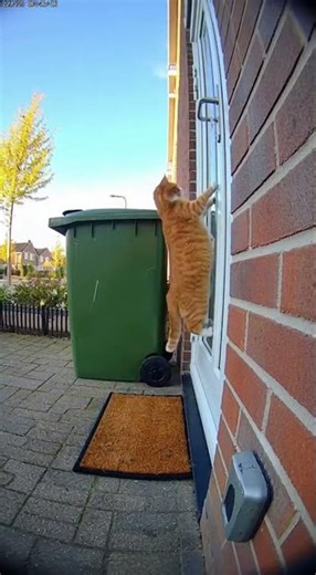 Kat veroorzaakt onverwachte kliko-katapulteer stunt!