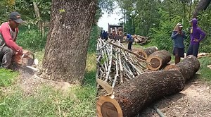 Cutting Through Trembesi Trees with Unmatched Efficiency