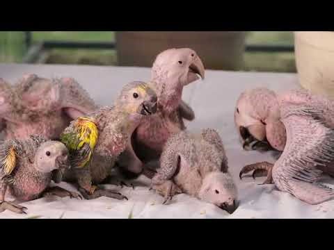Cute Baby Parrot Chicks Playing Together | Baby Parrots Close-Up 4K | Free Stock Footage