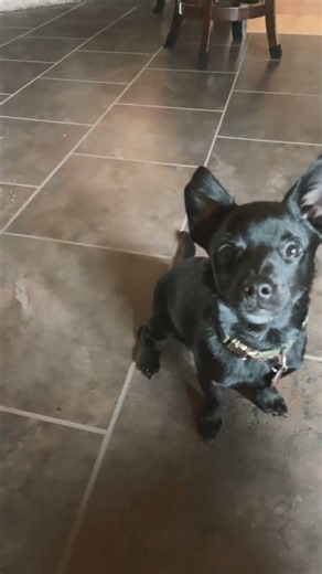#remix #helpmemakethismakesense #happydog #doglife