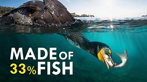 The World vs. Cormorants: Nature’s Most Despised Birds