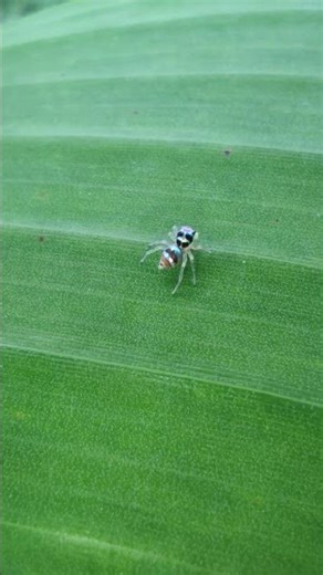 #little phintella vittata. #moble micro camera.