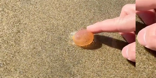 'Peeled Grape' Washed Up On Shore Is Actually World's Fastest-Growing Animal