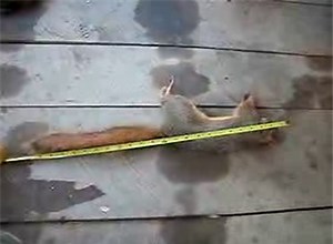 Longest Recently Harvested Red Squirrel