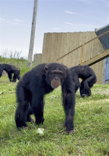 Morning Enrichment Activities for Chimpanzees
