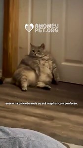 🐾 De 13kg para uma vida leve e cheia de energia! A gata Bertha, resgatada nas ruas de Calgary, mal conseguia se mover quando chegou ao abrigo. Com dieta, caminhadas e muito amor, ela perdeu peso, recuperou a mobilidade e ganhou uma nova família. Hoje, saudável e feliz, vive a vida que sempre mereceu. 💛 📸 Instagram/franks.potato.farm | Amo Meu PET