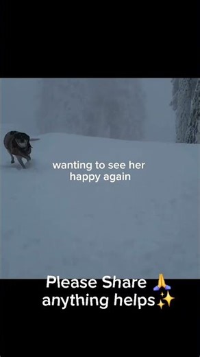 Bella's Video Go Fund Me Animal Support Help