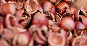 A large amount of hazelnut shells with a small amount of hazelnut kernels, debris left after peeling the hazelnuts from the shell
