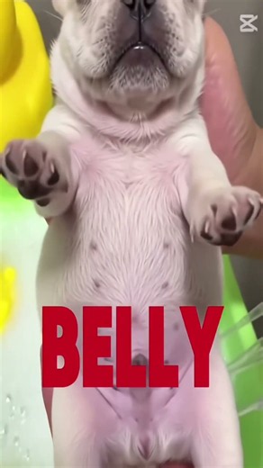 I AM PIBBLE ®#cute #frenchbulldogs #pibble #shorts