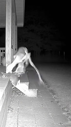 Poor cat hunted by Alien Animal . #foryou #horrorfilm #animals #scary #alien