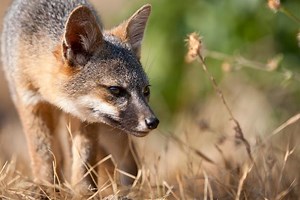 Meet the Island Fox of Channel Islands National Park