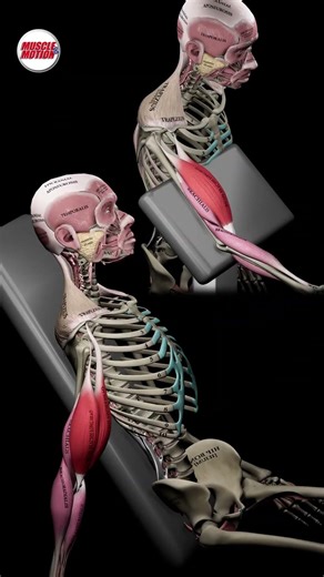 📢 Does Shoulder Position Affect Biceps Growth? 🤔💪