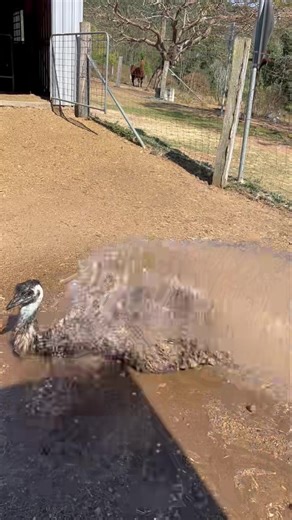 What do you do on a hot day? Play in some water of course! 💦 Our emus are no different and love to bathe given the opportunity to cool down. They enjoy some hose water play too! Stay cool today. It’s going to be hideously hot. ☀️ | The Llama Farm