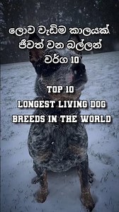 Top 10 longest living dog breeds in the world #top10 #shorts #dog #longlife