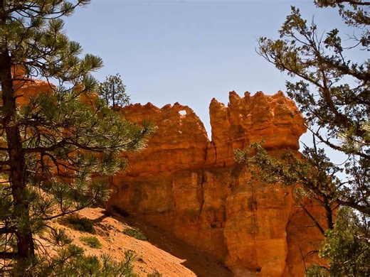 Trees that Survive Forest Fires