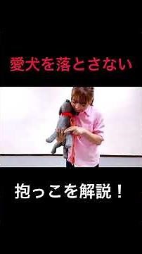 [Puppy Training] Explanation of how to hold your dog in a way that makes it easy to drop them and...