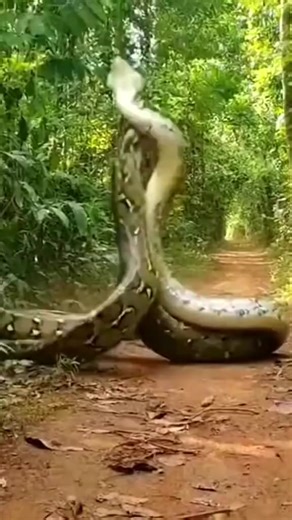 ce qui ne savent pas comment les serpents font aujourd'hui je suis sorti sur eux . #70s #france🇫🇷 #espagne #piton #roi