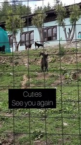 200K views · 9.9K reactions | I always wanted to adopt a puppy,but then i don't have a good environment to raise it.... I chose one dog at the RSPCA...(scabies one) I will visit her whenever I'm free... I named her Juno widow a name combined of my two late Tibetan mastiff.... Please visit our friends at the shelter to get and feel the (true love)殺殺殺 Royal Society for the Protection and Care of Animals, Bhutan | Khenrabs tale | Facebook