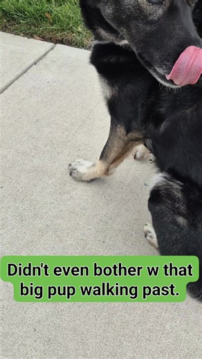 K9 CONNEXION DOG TRAINING. BENEFITS w US ● 1 on 1 Training ● I Come To Your Home ● Positive Reinforcement ● Obedience ● Cure Unwanted Behaviors ● Guranteed Results ● Behavioral Modification ● U Learn Leadership ● No Fear Based Training ● You Are Fully Involved ● Affordable Prices ● Work Around Your Schedule ONYX graduated on Friday finishing up learning how not to be reactive. A little Behavioral Modification and I introduced Roxxy into the session. First at a distance the closing the gap, walki