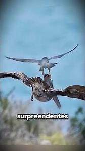 The Most Unbelievable Animal Moments Ever Filmed | Ep. 16
