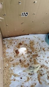 Basic and common sense breeding 🔥👌#highlightseveryone #followersシ゚ #viralreelsシ #fbreelsfypシ゚ #fbreelsfypシ゚viralfbreelsfypシ゚vira #fypシviralシ2025 #fypシ゚ #noanimalswereharmedinthisvideo | Glendgendary Gameyard