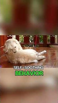 Why Dogs Chase Their Tails Even as Adults | Dog Behavior