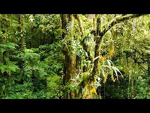 Calming Forest Sounds | Our Green Planet | BBC Earth
