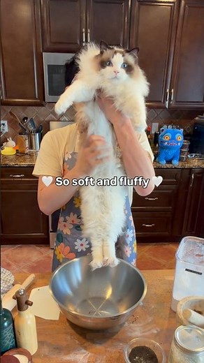 No Bake Cat Loaf Recipe #catdad #cat #catshorts #funnycat