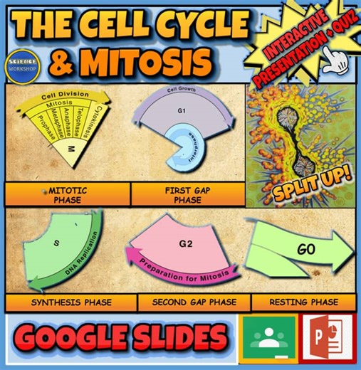The Cell Cycle & Mitosis Powerpoint   Worksheets. Middle School Life Science