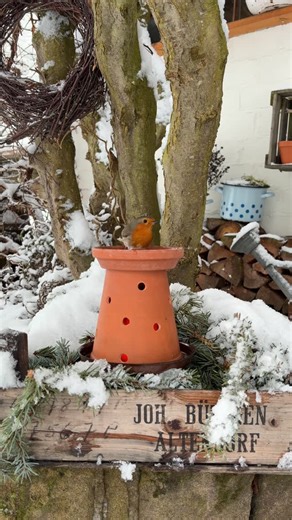 𝚂𝚒𝚕𝚟𝚒𝚊 𝙷𝚊𝚛𝚍𝚝 on Instagram: "Eisfreie „Pünktchen-Tränke“ 🐦 Wenn der Winter bitterkalt zuschlägt, sind neben Futter eisfreie Trinkmöglichkeiten für unsere Vögel im Garten überlebenswichtig! Ich habe für diese „Pünktchen-Tränke“ einen 10 Millimeter Bohraufsatz für Stein/Beton genommen. Tipp: Einfacher geht’s, wenn du die Löcher mit einem dünneren Bohrer (5 bis 7 Millimeter) vorbohrst und erst dann den dickeren nimmst. Bohre vorsichtig und langsam damit der Tontopf nicht bricht. Alle Löc