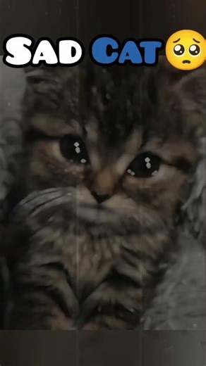Sad cat.. That make your eye tears😿 watch this crying cat and subscribe ❤️ #cat #shorts #animals
