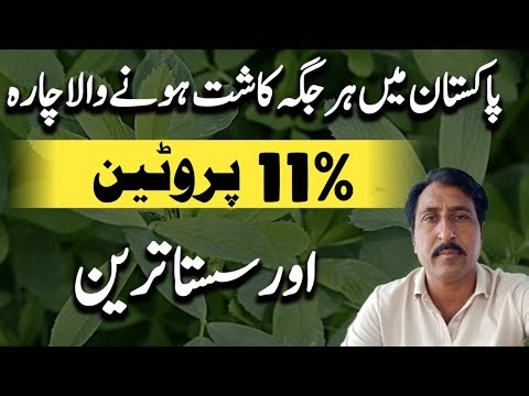 Oats fodder for goats||Goats fodder training lesson 3