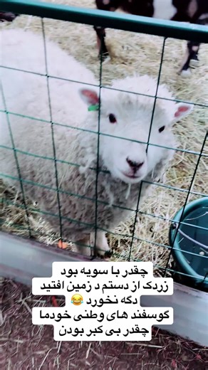 #explorepage #fyp #viralvideo #گوسفند #sheep | cute sheep videos