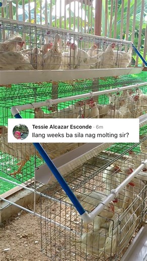 6.1K views · 103 reactions | Effects of molting period to our layer chicken base on experience here in our poultry #layerchicken #poultryfarming #fblifestyle | Dodong King | Facebook