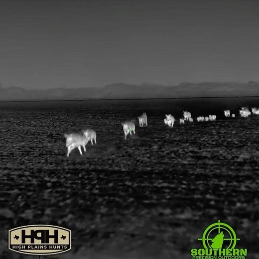 Wild Hog calling w/ High Plains Hunts-High Plains Hunts guide calls in feral hogs across the field.