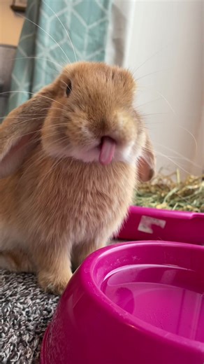 Exploring Bunny Anatomy in Detail