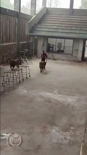 Lion and Trainer Prepare for Circus Performance A Behind-the-Scenes Look