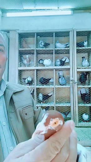 05374182098 | Kuscu Hamey