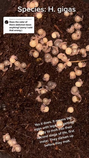 The Fascinating Life Cycle of Tarantulas: From Eggs to Adults