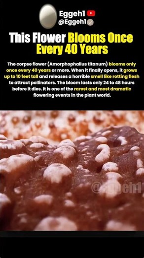 This Flower Blooms Once Every 40 Years 😱#shorts